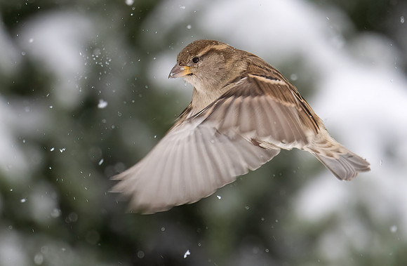 Sparrow, House-2