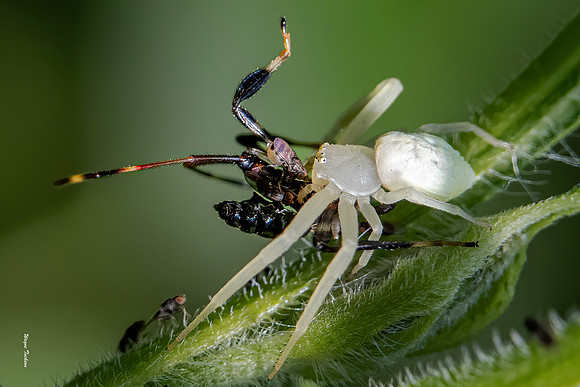 Spider and meal