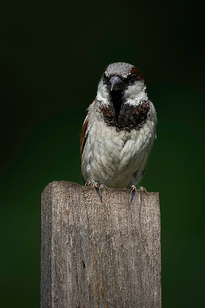 Sparrow, House on a stick