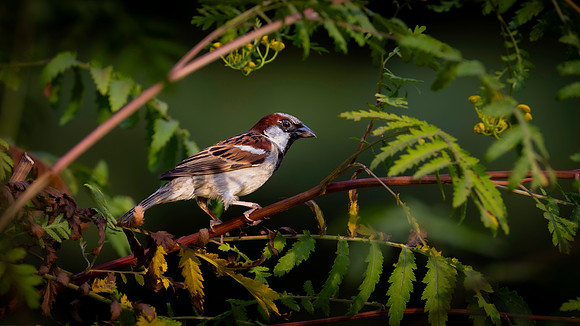 Sparrow, House garden