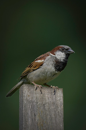 Sparrow, House on a stick-2