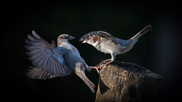 Sparrow, Backyard
