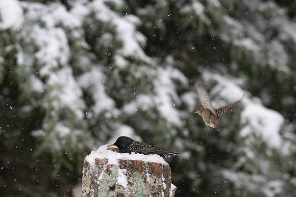 Sparrow, House-5