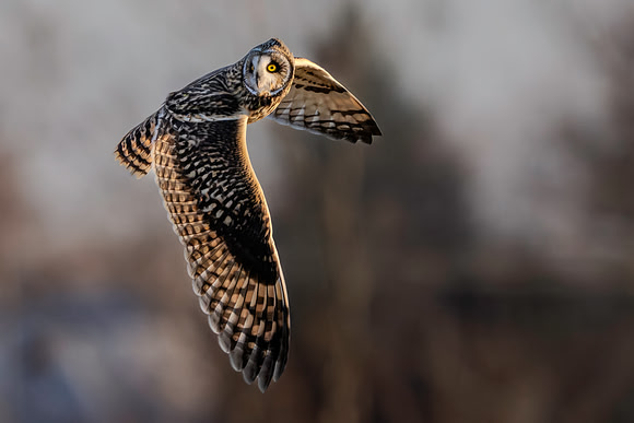 Short Eared Owls-4