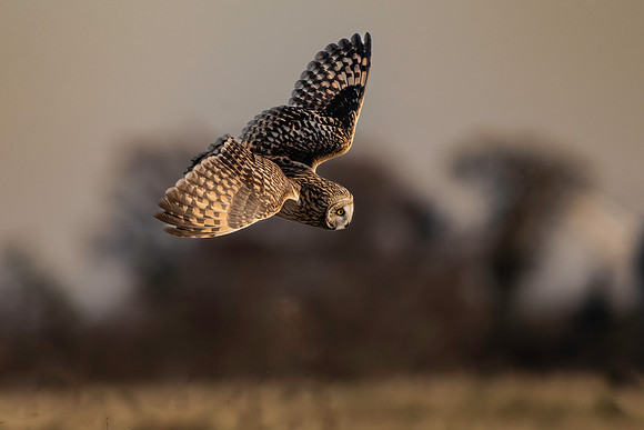 Short Eared Owls