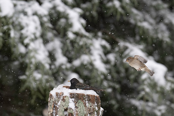 Sparrow, House-4