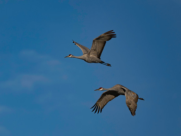 Sandhill Cranes-2