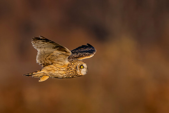 Short Eared Owls-2