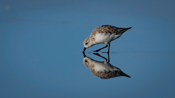 Sanderling