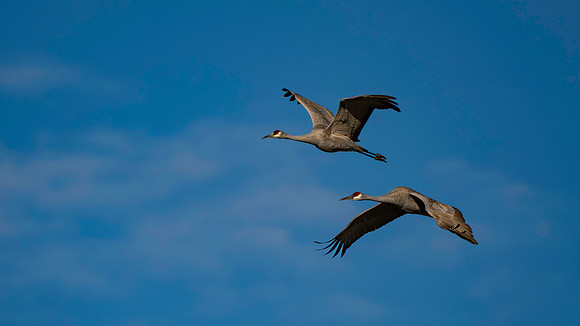 Sandhill Crane