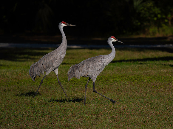 Sandhill Cranes
