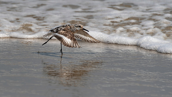 Sanderling-2