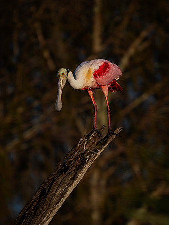 Roseate Spoonbill-4