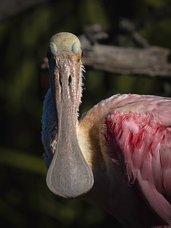 Roseate Spoonbill-3