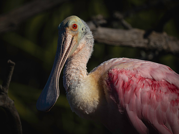 Roseate Spoonbill-2