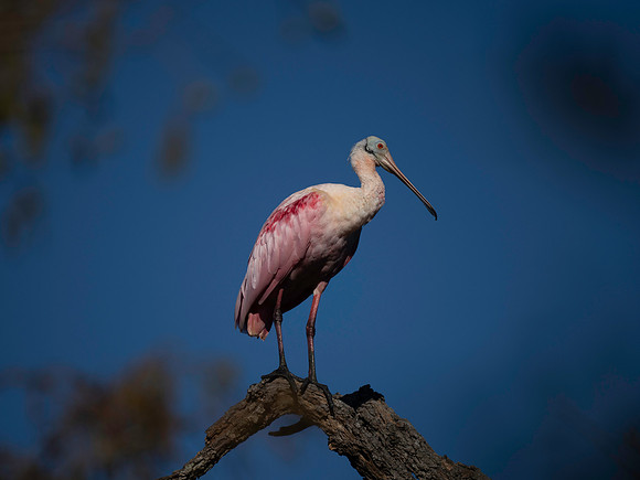 Roseate Spoonbill