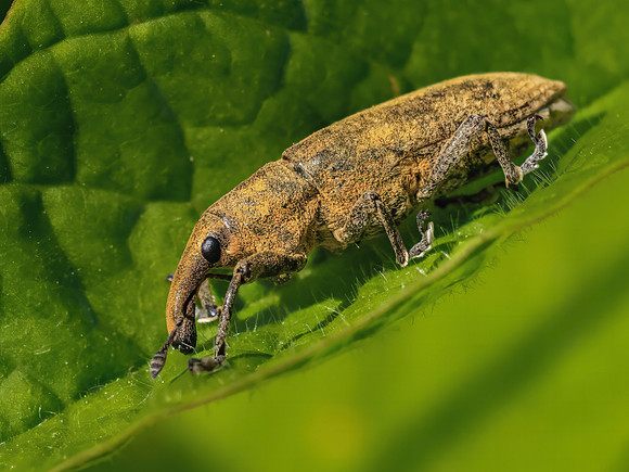 Rhubarb Curculio