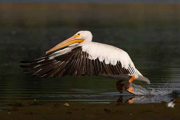 Pelican, White-5