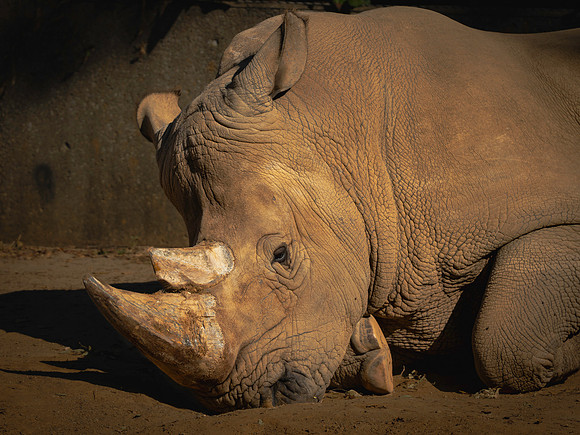 Rhino at Zoo