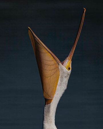 Pelican, white-3