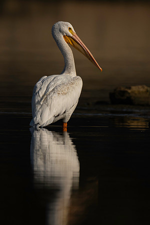 Pelican, white-2