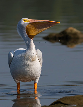 Pelican, White-4