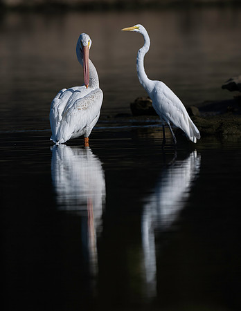 Pelican and Heron