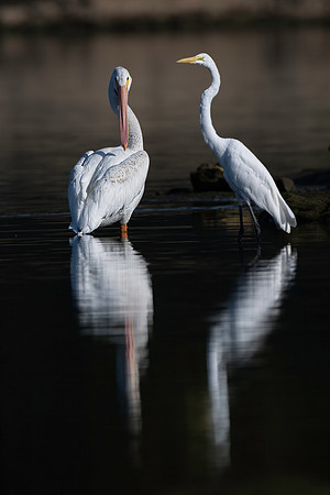 Pelican and Egret