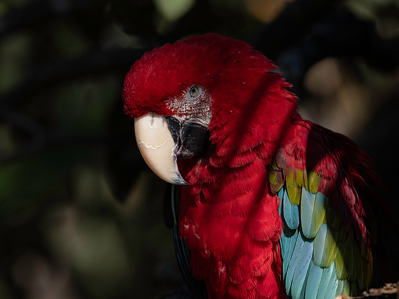 Parrott