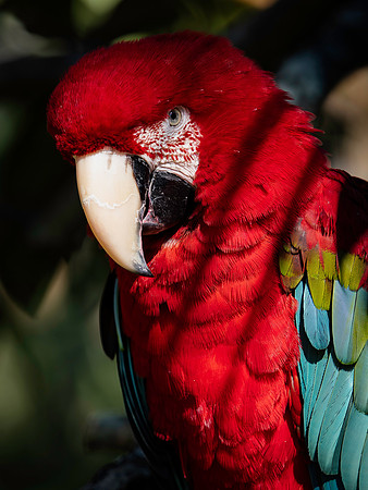 Parrott-2