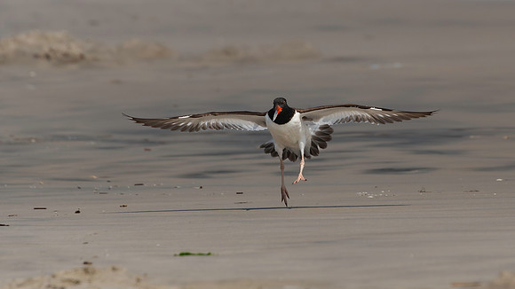Oyster Catcher