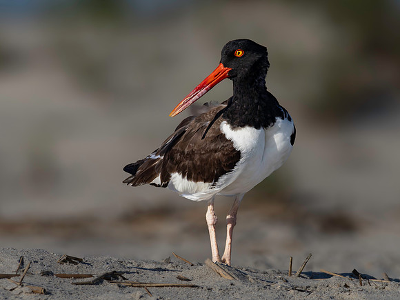 Oyster Catcher, Cape May-3