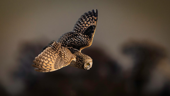 Owl, Short Eared