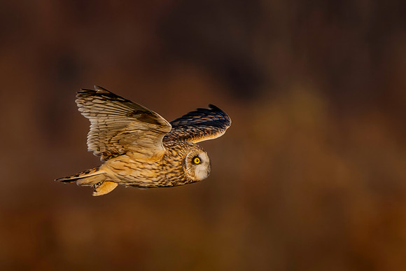 Owl, Short Eared-2
