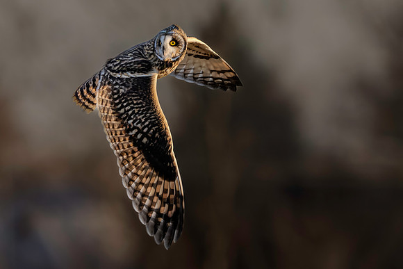 Owl, Short Eared-4