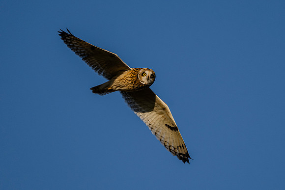 Owl, Short Eared-3