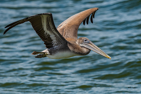 Pelican, Brown