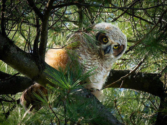 Owl, Great Horned, fledgling-2