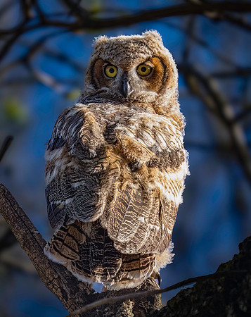 Owl, Great Horned, fledgling