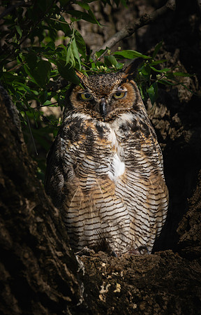Owl, Barred