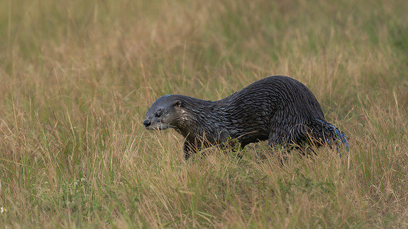Otter