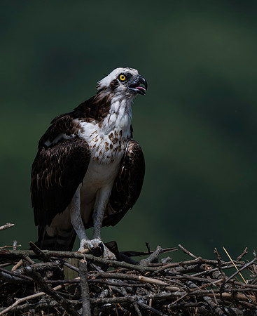 Osprey