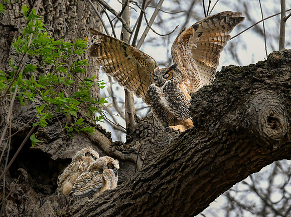 Owl, Great Horned-4