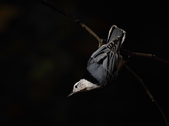 Nuthatch, White Breasted