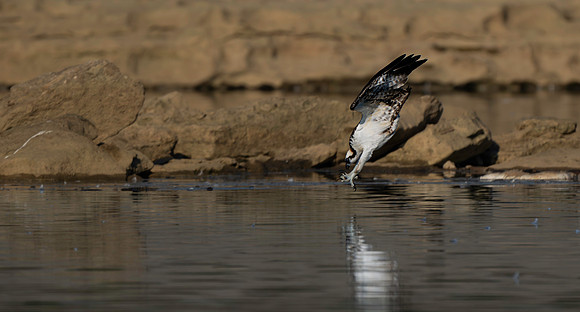 Osprey diving