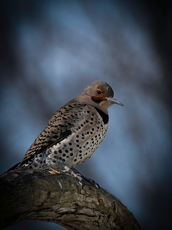 Northern Flicker