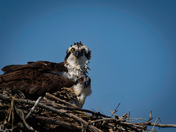 Osprey, Cape May-2
