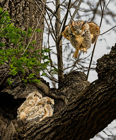 Owl, Great Horned-3