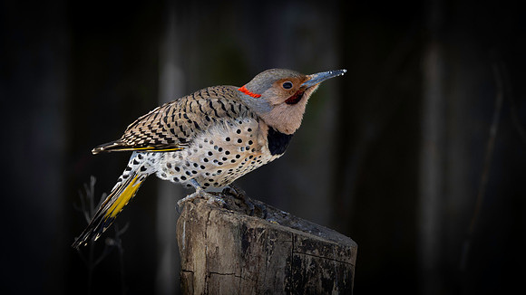Northern Flicker-2