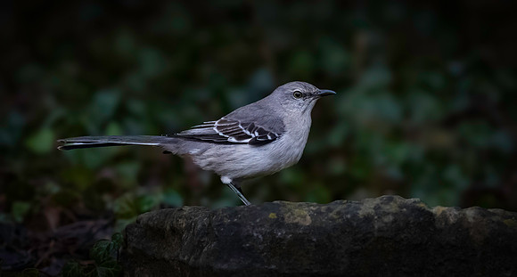 Mockingbird, Northern